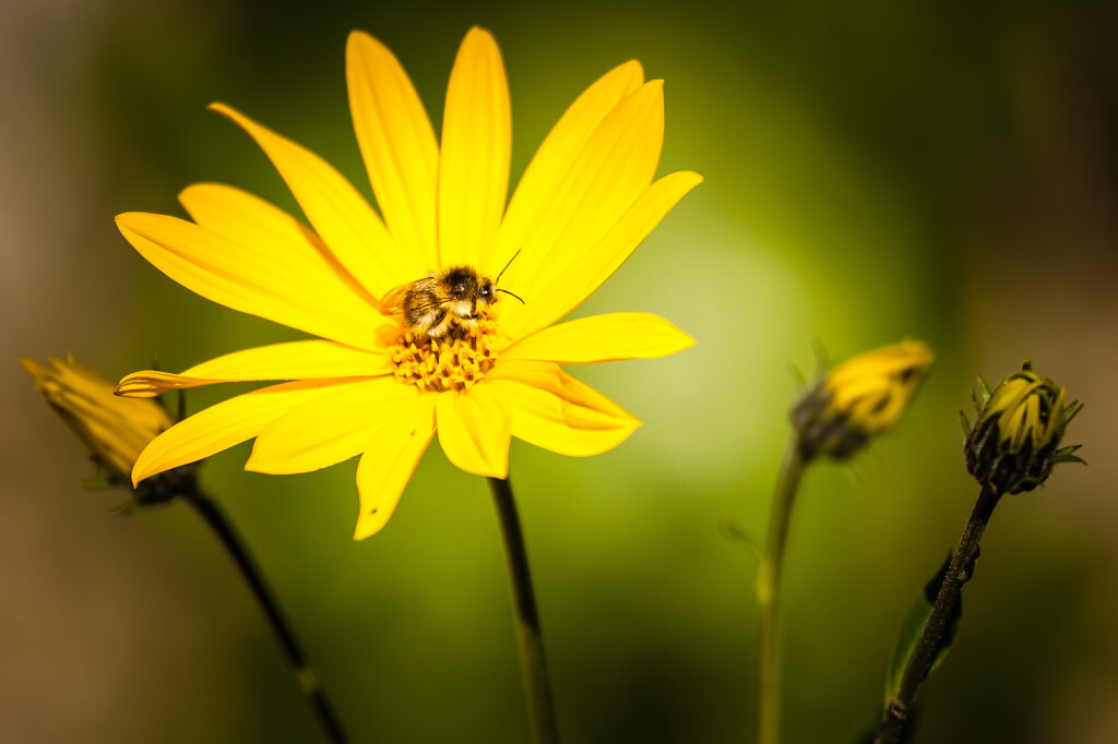Bi og blomst